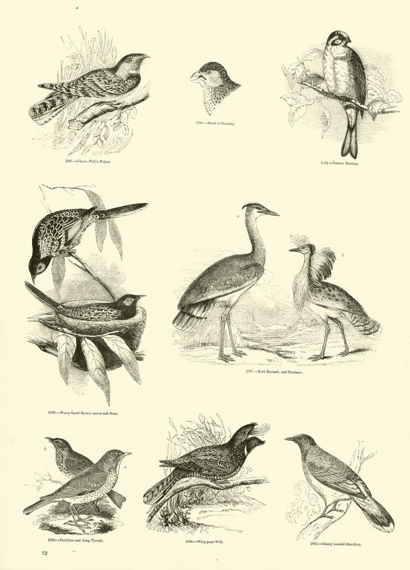 Pagina dal Museo Pittoresco della Natura Animata da English School