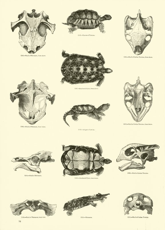Pagina dal Museo Pittoresco della Natura Animata da English School