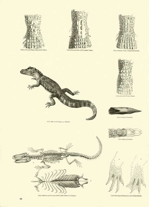 Pagina dal Museo Pittoresco della Natura Animata da English School
