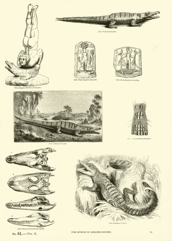 Pagina dal Museo Pittoresco della Natura Animata da English School