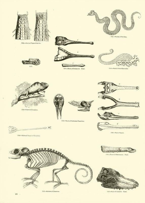 Pagina dal Museo Pittoresco della Natura Animata da English School