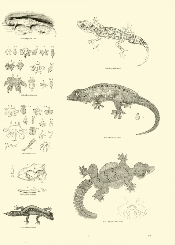 Pagina dal Museo Pittoresco della Natura Animata da English School