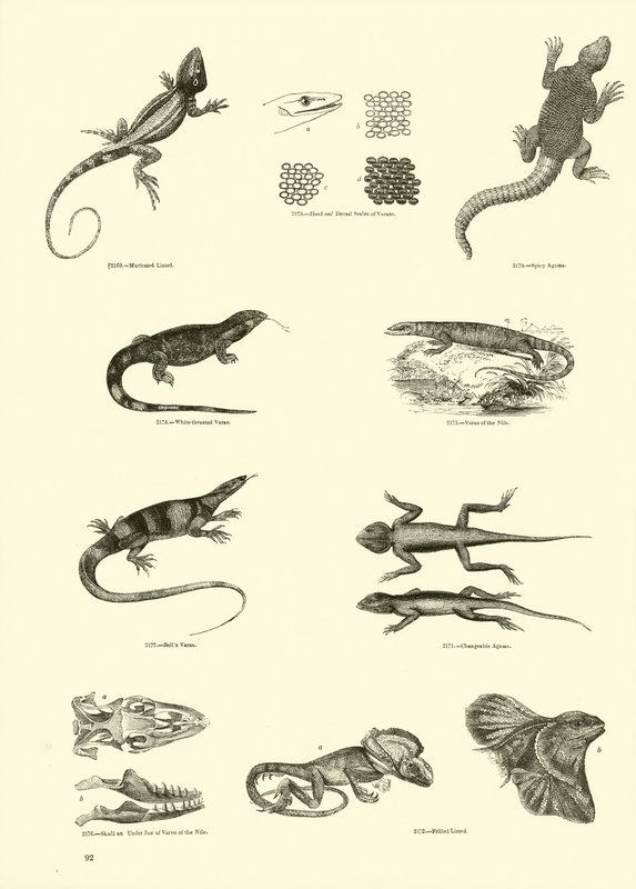 Pagina dal Museo Pittoresco della Natura Animata da English School