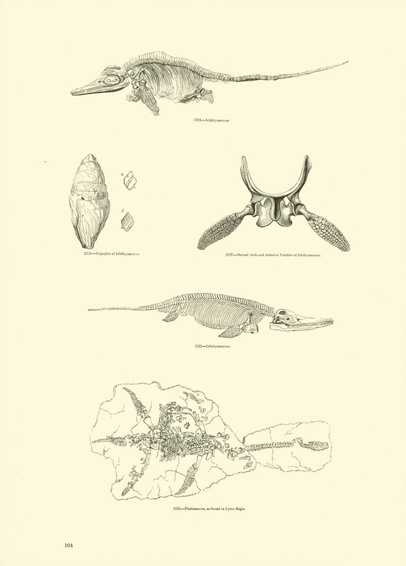 Pagina dal Museo Pittoresco della Natura Animata da English School