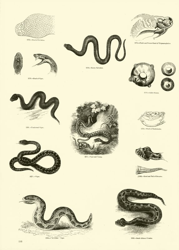 Pagina dal Museo Pittoresco della Natura Animata da English School