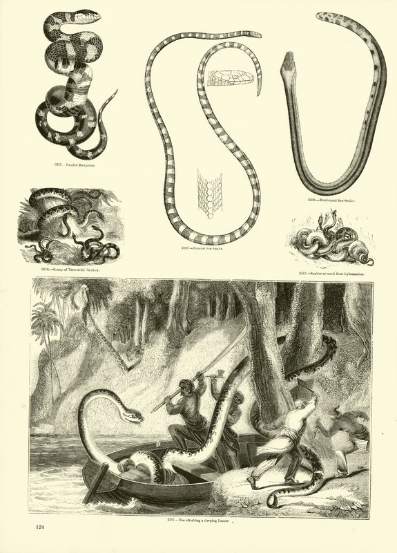 Pagina dal Museo Pittoresco della Natura Animata da English School