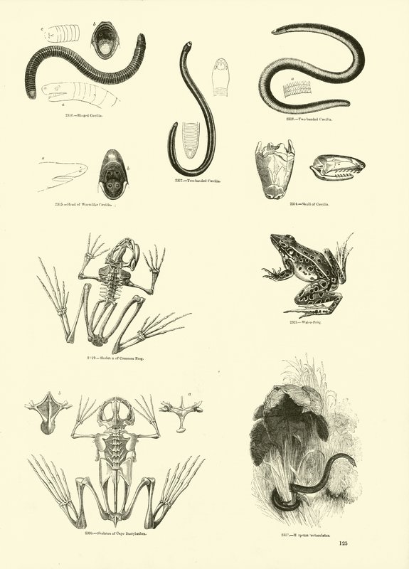 Pagina dal Museo Pittoresco della Natura Animata da English School