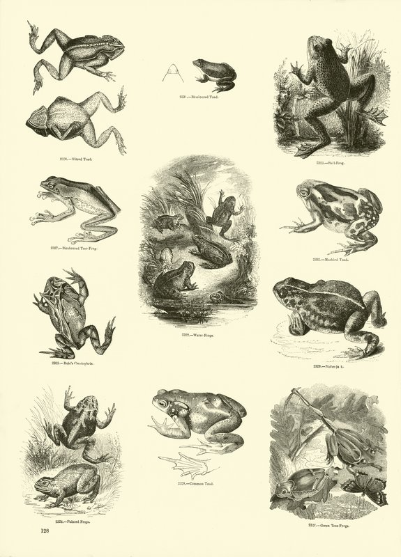 Pagina dal Museo Pittoresco della Natura Animata da English School