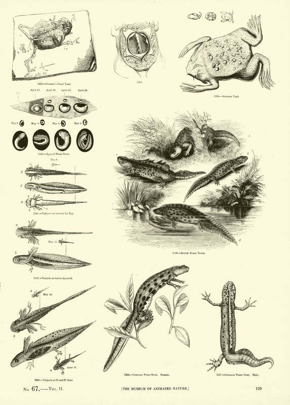 Pagina dal Museo Pittoresco della Natura Animata da English School