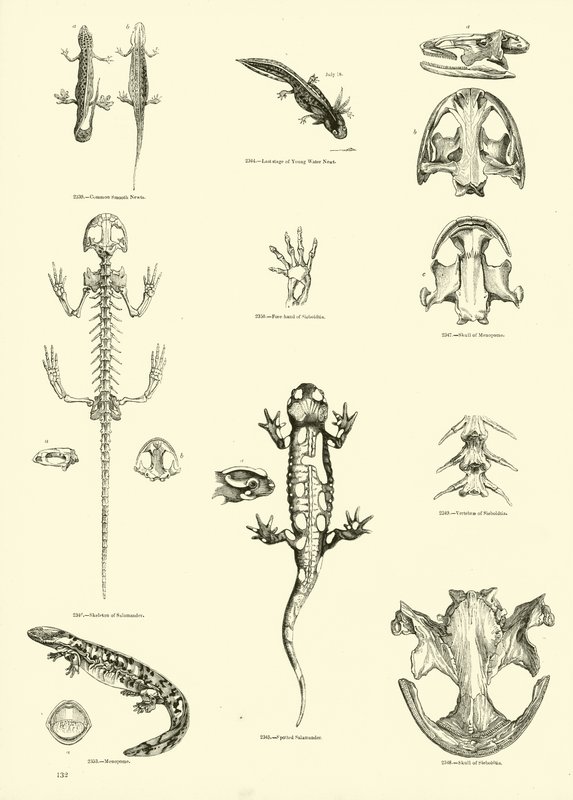 Pagina dal Museo Pittoresco della Natura Animata da English School