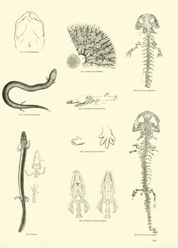 Pagina dal Museo Pittoresco della Natura Animata da English School