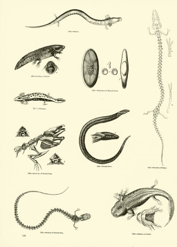 Pagina dal Museo Pittoresco della Natura Animata da English School