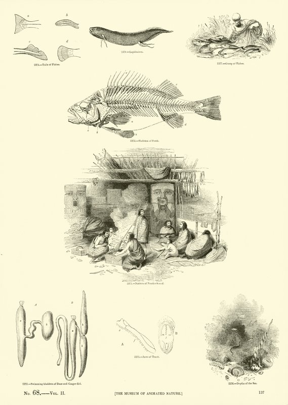 Pagina dal Museo Pittoresco della Natura Animata da English School