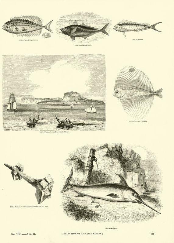 Pagina dal Museo Pittoresco della Natura Animata da English School