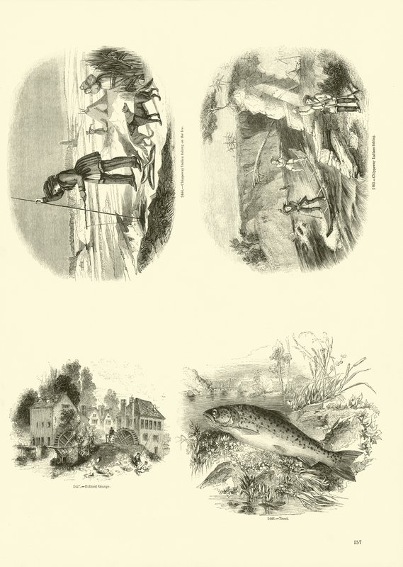 Pagina dal Museo Pittoresco della Natura Animata da English School