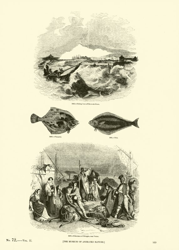 Pagina dal Museo Pittoresco della Natura Animata da English School