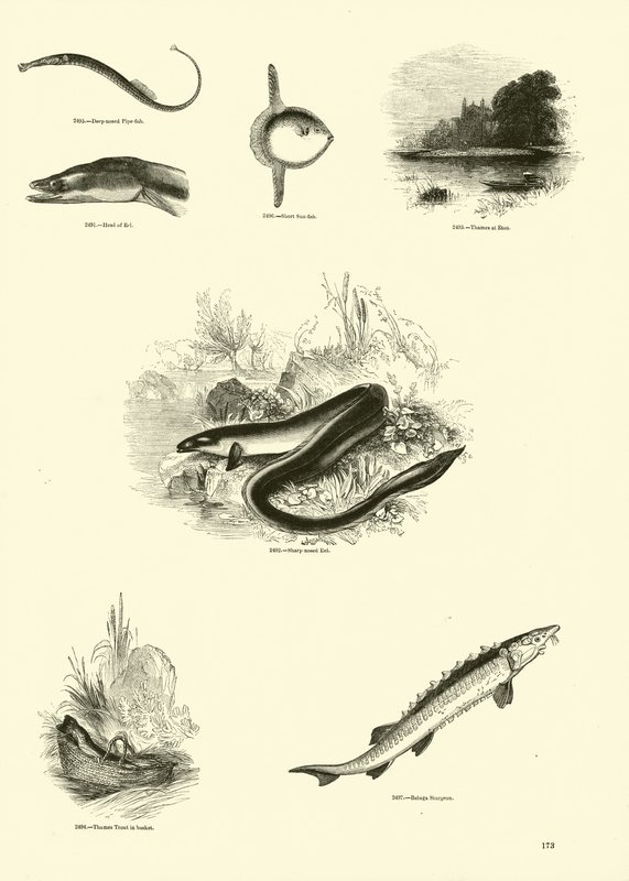 Pagina dal Museo Pittoresco della Natura Animata da English School