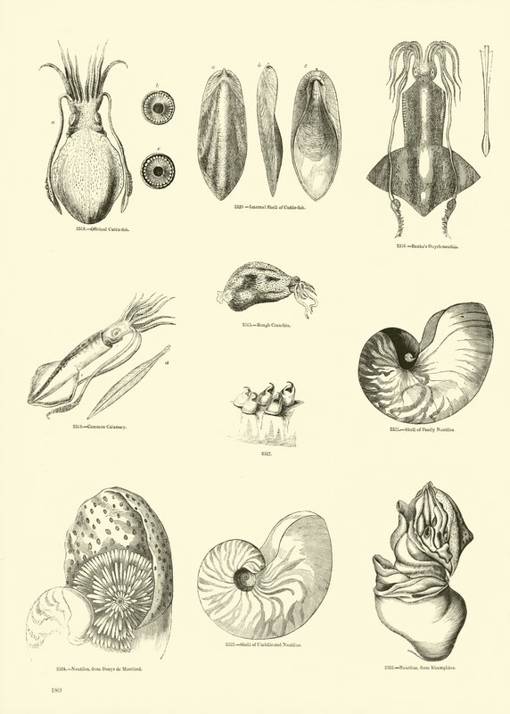 Pagina dal Museo Pittoresco della Natura Animata da English School