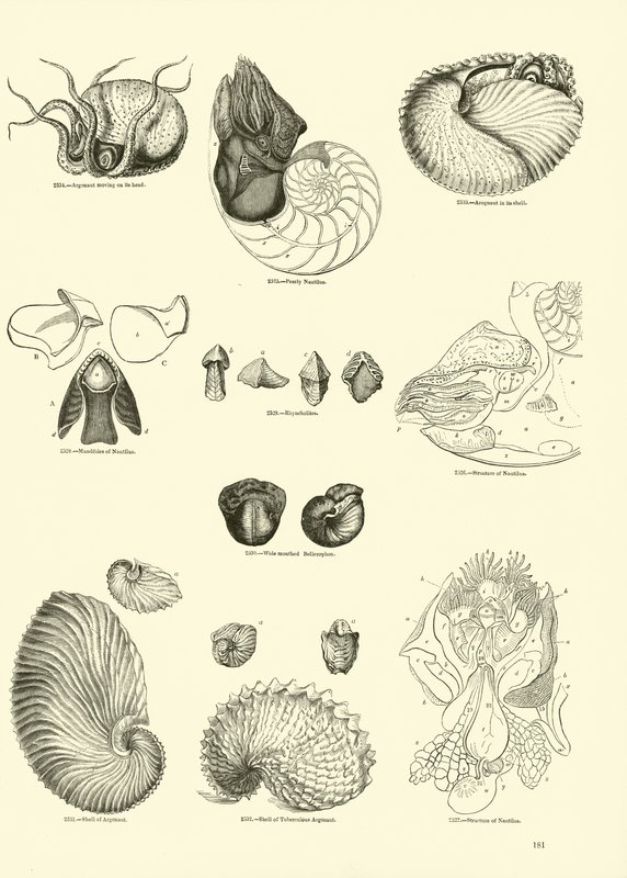 Pagina dal Museo Pittoresco della Natura Animata da English School