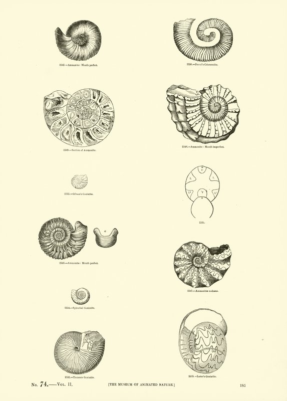 Pagina dal Museo Pittoresco della Natura Animata da English School