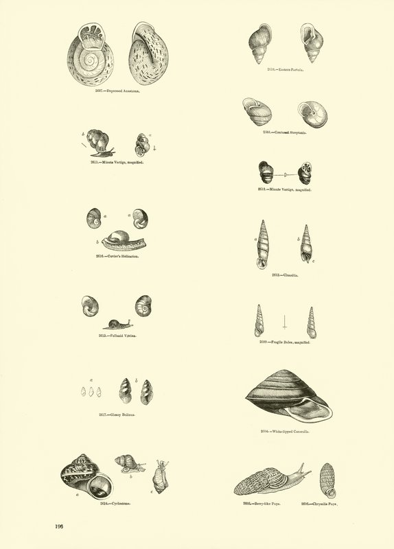 Pagina dal Museo Pittoresco della Natura Animata da English School