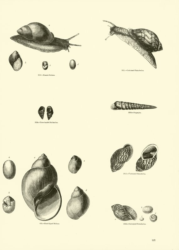 Pagina dal Museo Pittoresco della Natura Animata da English School