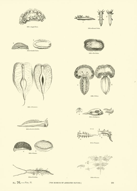 Pagina dal Museo Pittoresco della Natura Animata da English School