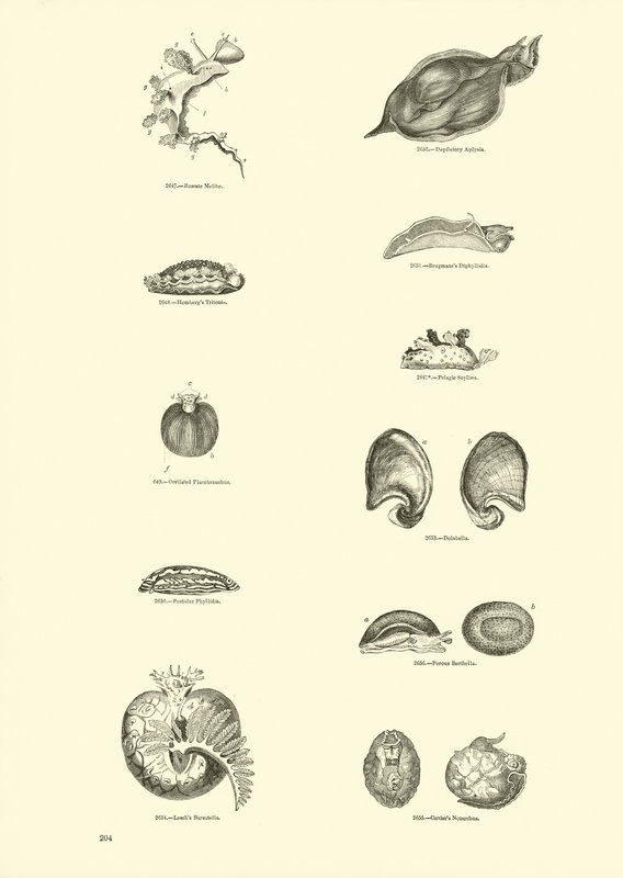 Pagina dal Museo Pittoresco della Natura Animata da English School
