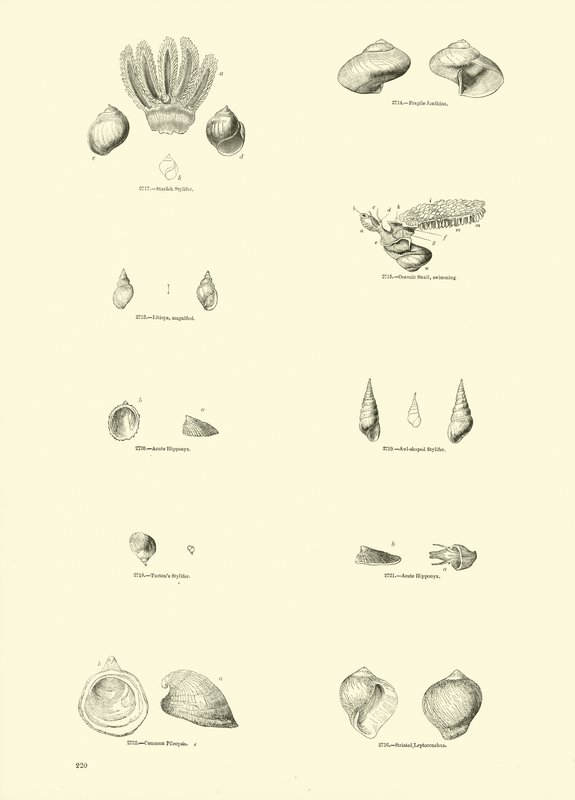 Pagina dal Museo Pittoresco della Natura Animata da English School