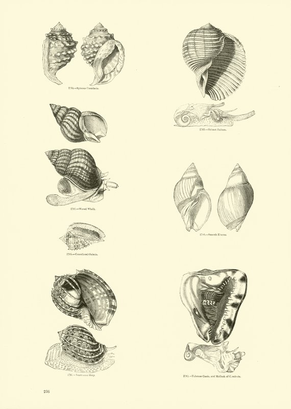 Pagina dal Museo Pittoresco della Natura Animata da English School