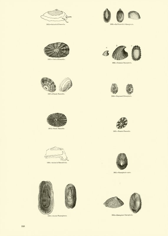 Pagina dal Museo Pittoresco della Natura Animata da English School