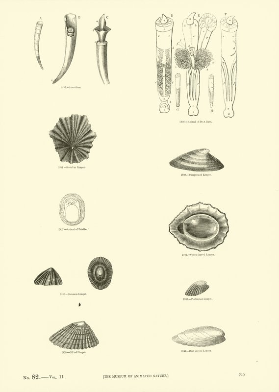 Pagina dal Museo Pittoresco della Natura Animata da English School