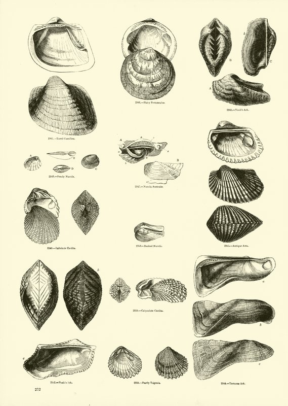 Pagina dal Museo Pittoresco della Natura Animata da English School