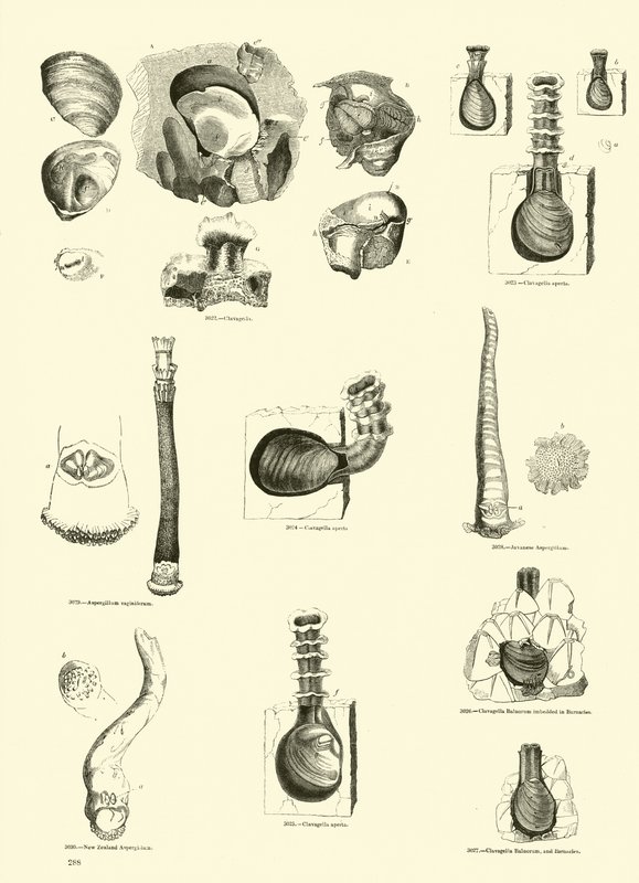 Pagina dal Museo Pittoresco della Natura Animata da English School