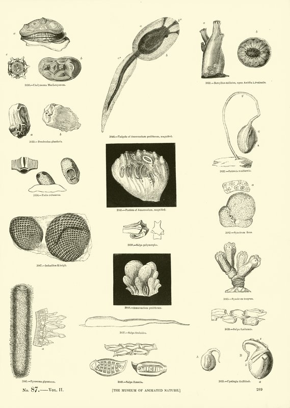 Pagina dal Museo Pittoresco della Natura Animata da English School