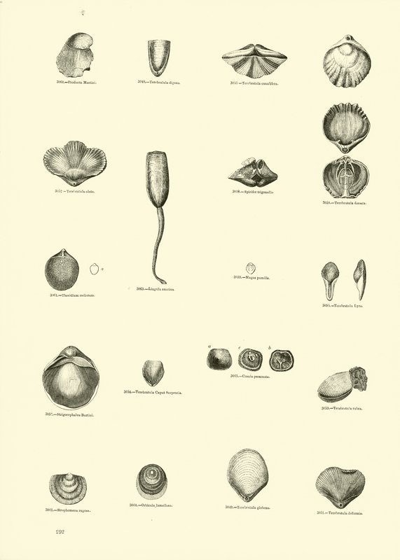 Pagina dal Museo Pittoresco della Natura Animata da English School