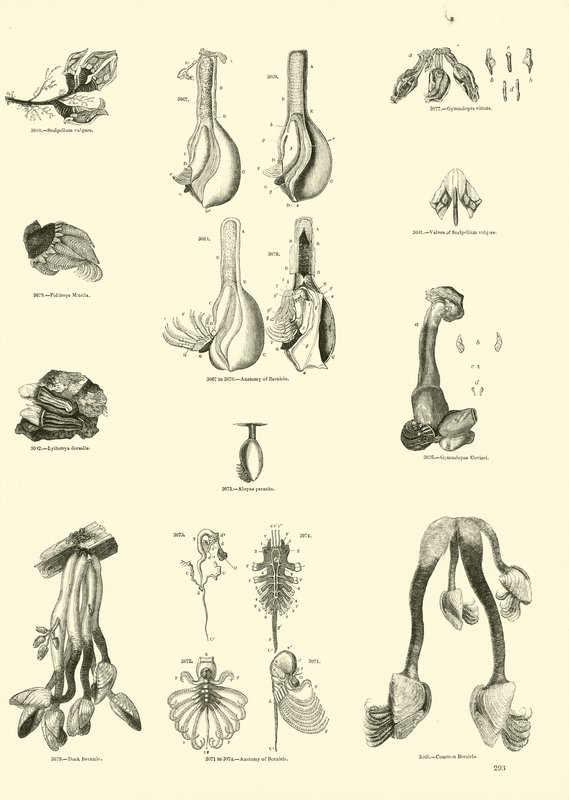 Pagina dal Museo Pittoresco della Natura Animata da English School