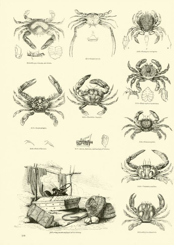 Pagina dal Museo Pittoresco della Natura Animata da English School