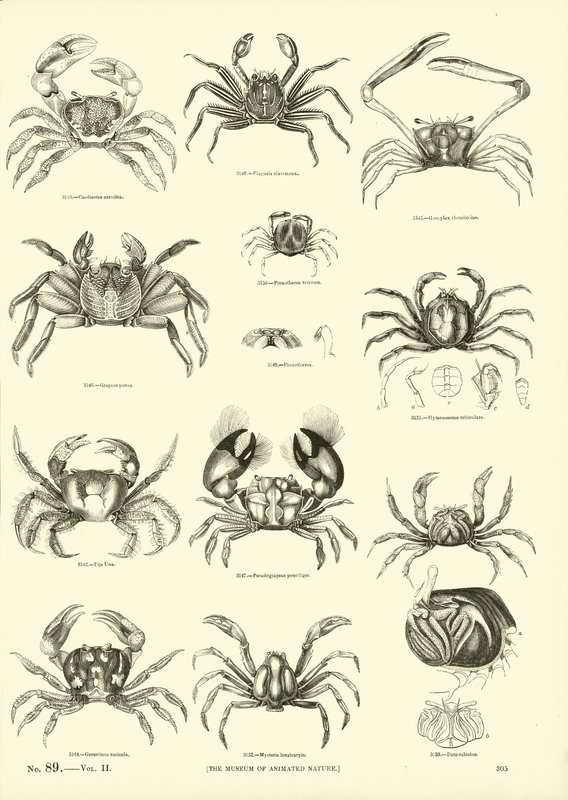 Pagina dal Museo Pittoresco della Natura Animata da English School