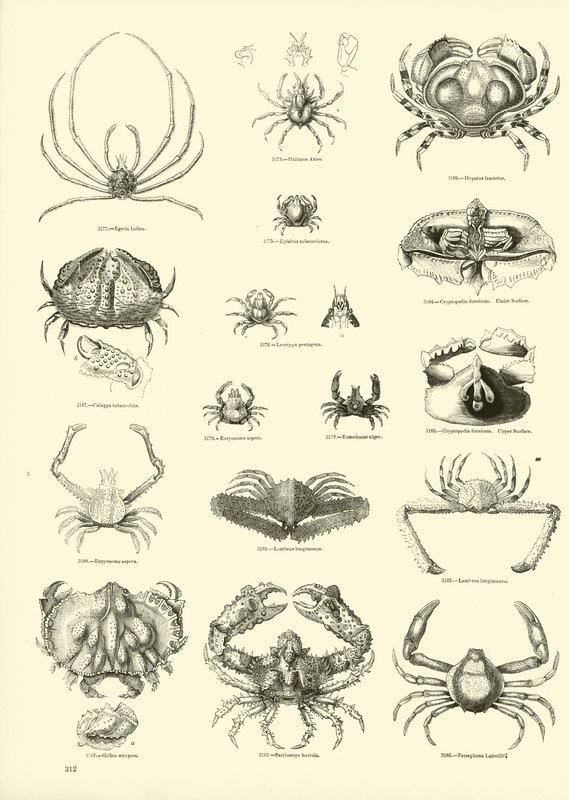 Pagina dal Museo Pittoresco della Natura Animata da English School