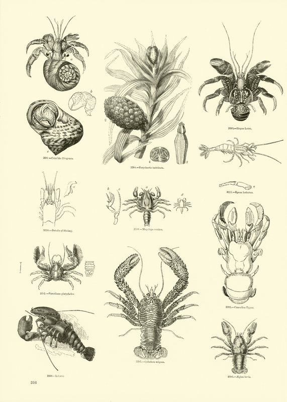 Pagina dal Museo Pittoresco della Natura Animata da English School