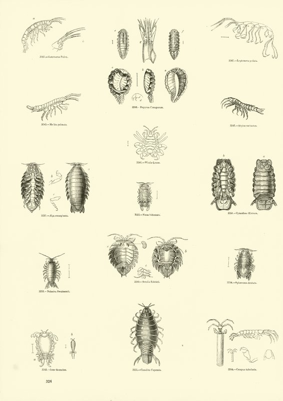 Pagina dal Museo Pittoresco della Natura Animata da English School