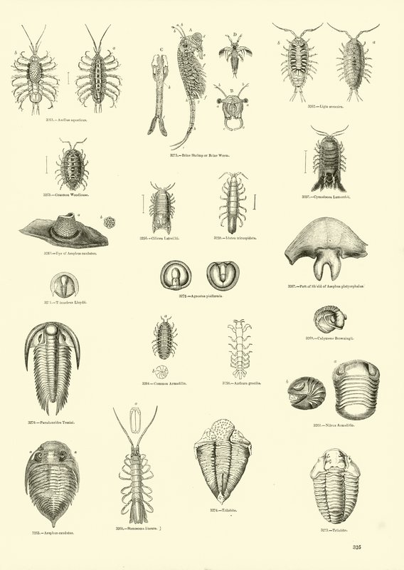 Pagina dal Museo Pittoresco della Natura Animata da English School