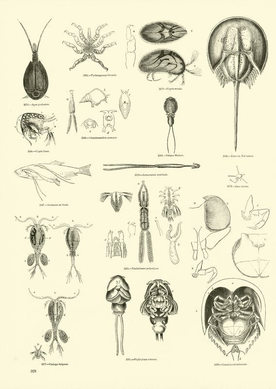 Pagina dal Museo Pittoresco della Natura Animata da English School