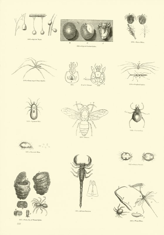 Pagina dal Museo Pittoresco della Natura Animata da English School