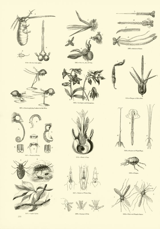 Pagina dal Museo Pittoresco della Natura Animata da English School