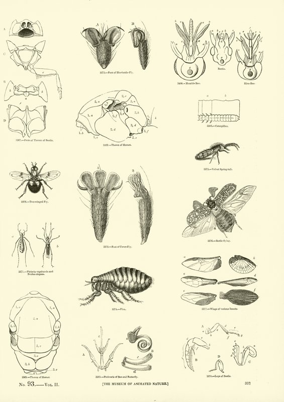 Pagina dal Museo Pittoresco della Natura Animata da English School