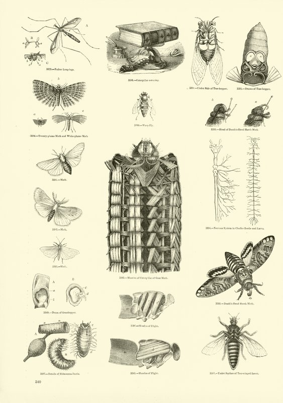 Pagina dal Museo Pittoresco della Natura Animata da English School