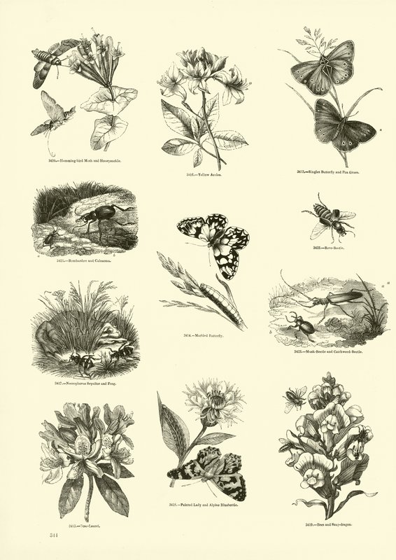 Pagina dal Museo Pittoresco della Natura Animata da English School