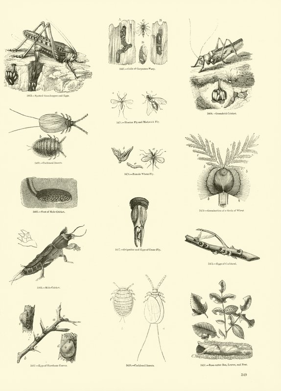 Pagina dal Museo Pittoresco della Natura Animata da English School
